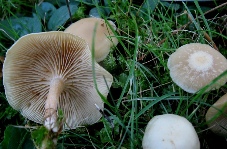 Dal giardino in settembre - Clitocybe?